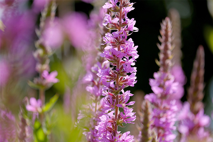 Lavanda